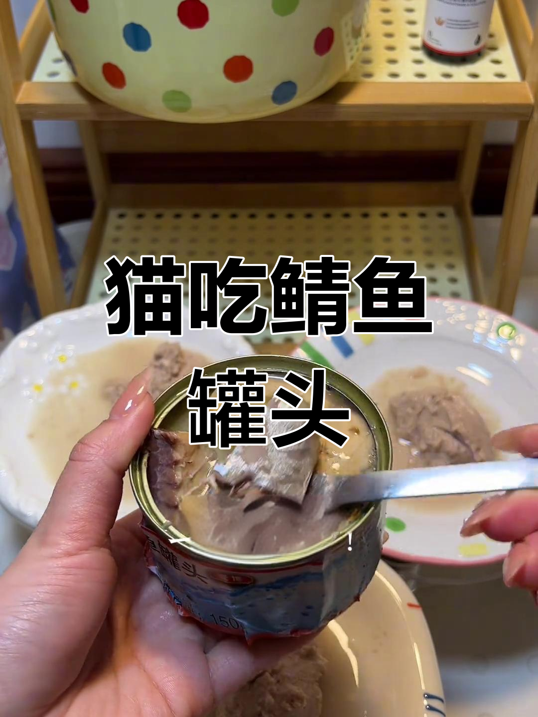 猫咪大快朵颐,鲭鱼罐头超推荐!