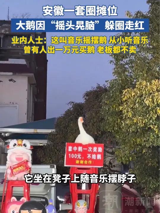 安徽一套圈摊位大鹅因“摇头晃脑”躲圈走红,业内人士:这叫音乐摇摆鹅,曾有人出一万块买鹅老板