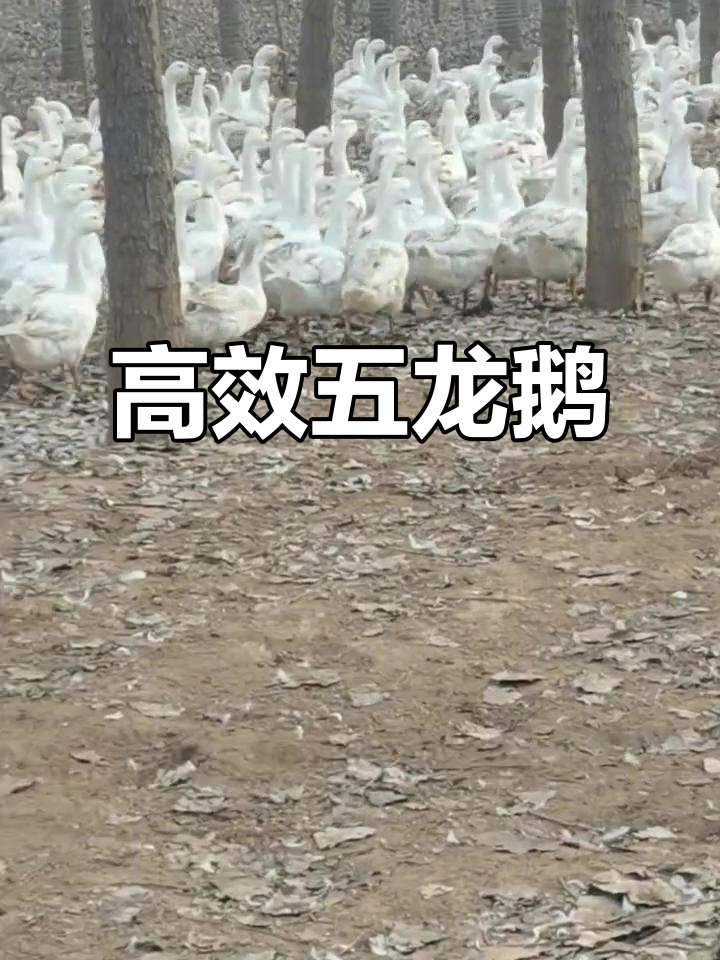 五龙鹅耐寒抗病,年产百蛋,省料高效