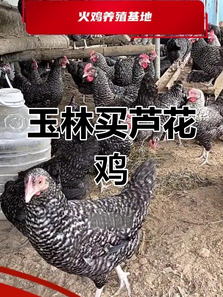 玉林市纯种芦花鸡养殖基地推荐