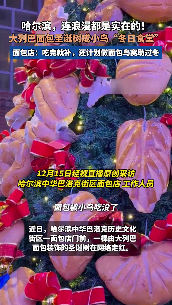 哈尔滨大列巴面包圣诞树成小鸟“冬日食堂”,面包店:吃完就补