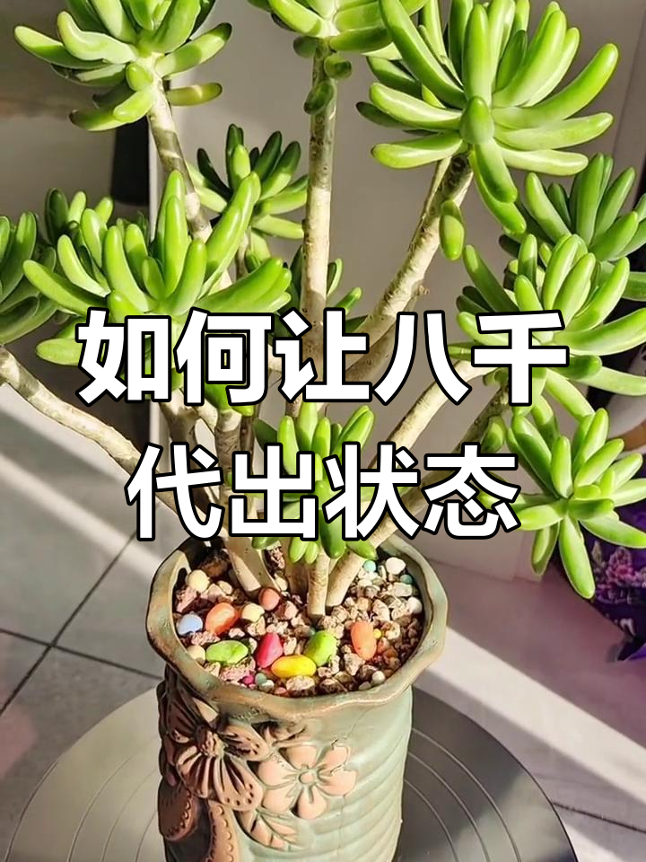 八千代养护技巧:室内外温差大,状态更佳