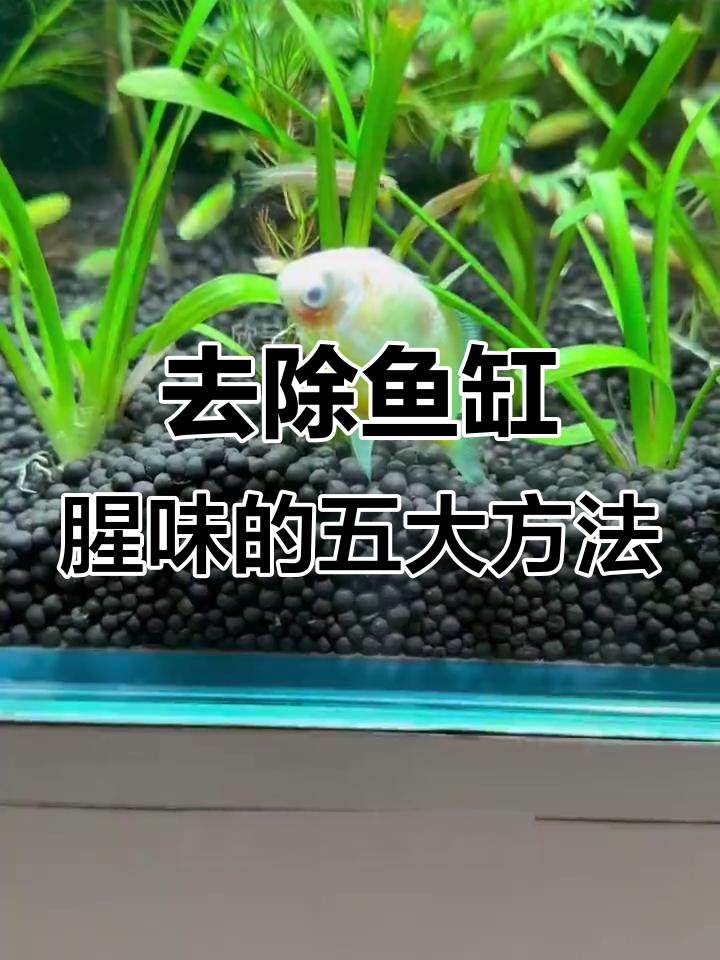 鱼缸腥味去除大法:从这五个方面入手