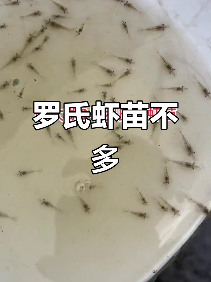 南太湖3号罗氏沼虾养殖基地,苗量有限