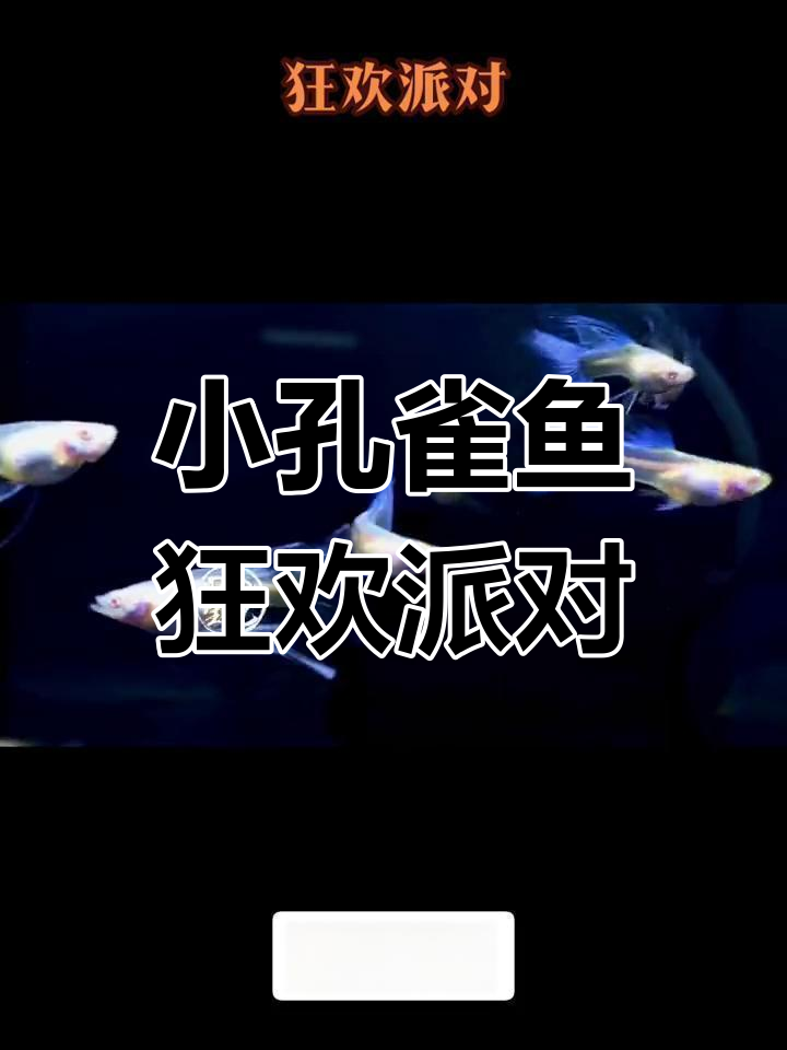 两个半月小孔雀鱼派对,狂欢瞬间大揭秘