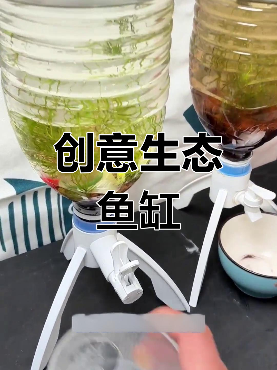 用矿泉水瓶做鱼缸,简单又环保,孔雀鱼快乐成长!