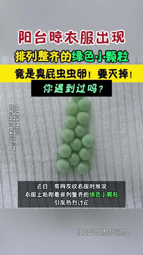 「阳台晾衣服出现绿色小颗粒可能是臭屁虫虫卵!要灭掉!」近日,有网友收衣服时发现,衣服上粘附