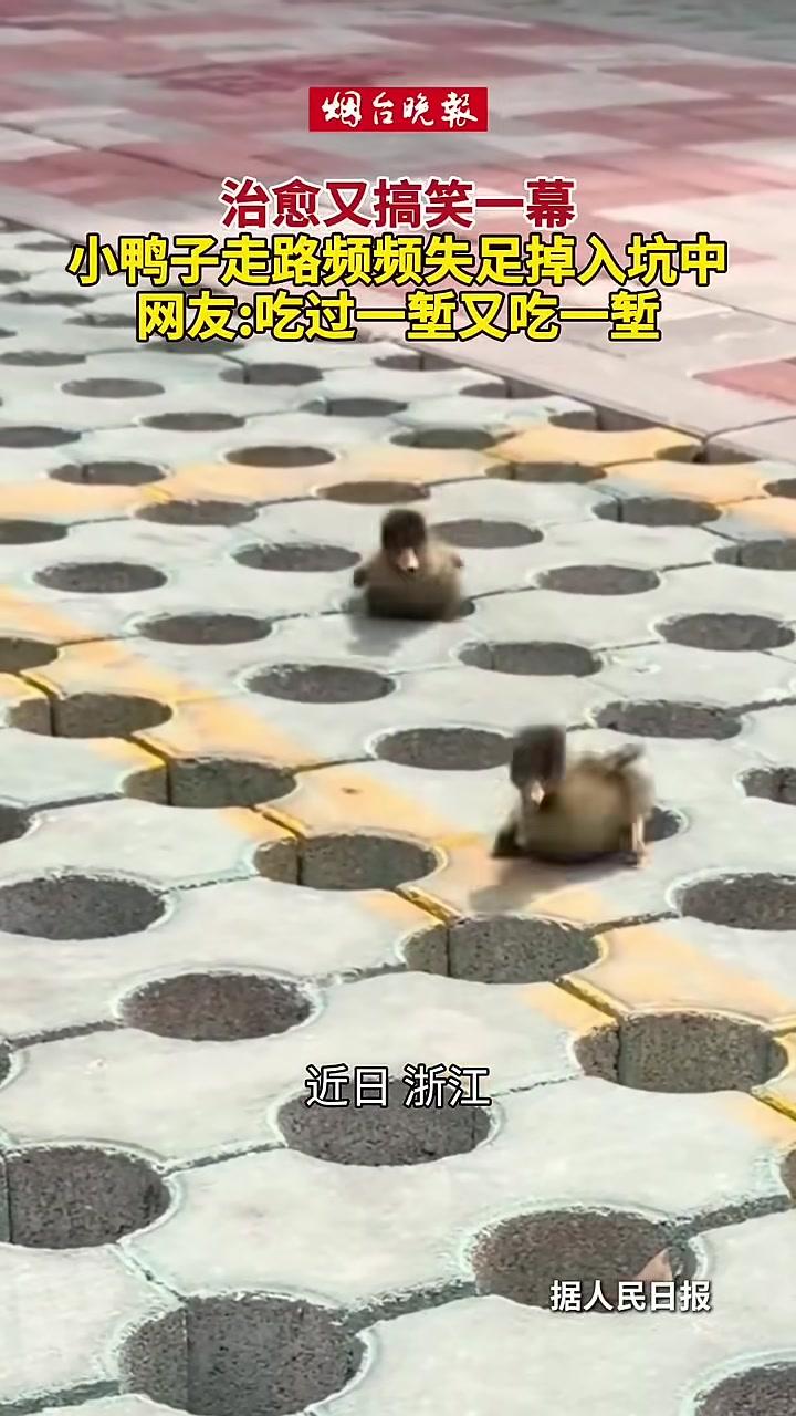 治愈又搞笑一幕，小鸭子走路频频失足掉入坑中，网友：吃过一堑又吃一堑