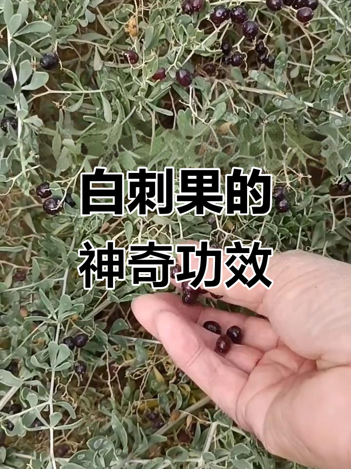 沙漠白刺果:血管清道夫,消炎镇痛效果惊人