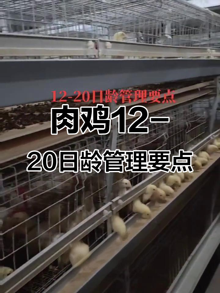 笼养肉鸡12-20日龄管理全攻略,温度、湿度、通风一步到位