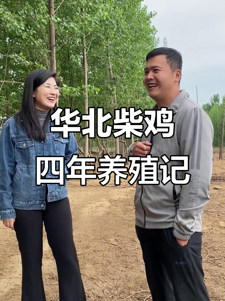华北柴鸡:从小到大的成长历程,四年养殖经验分享