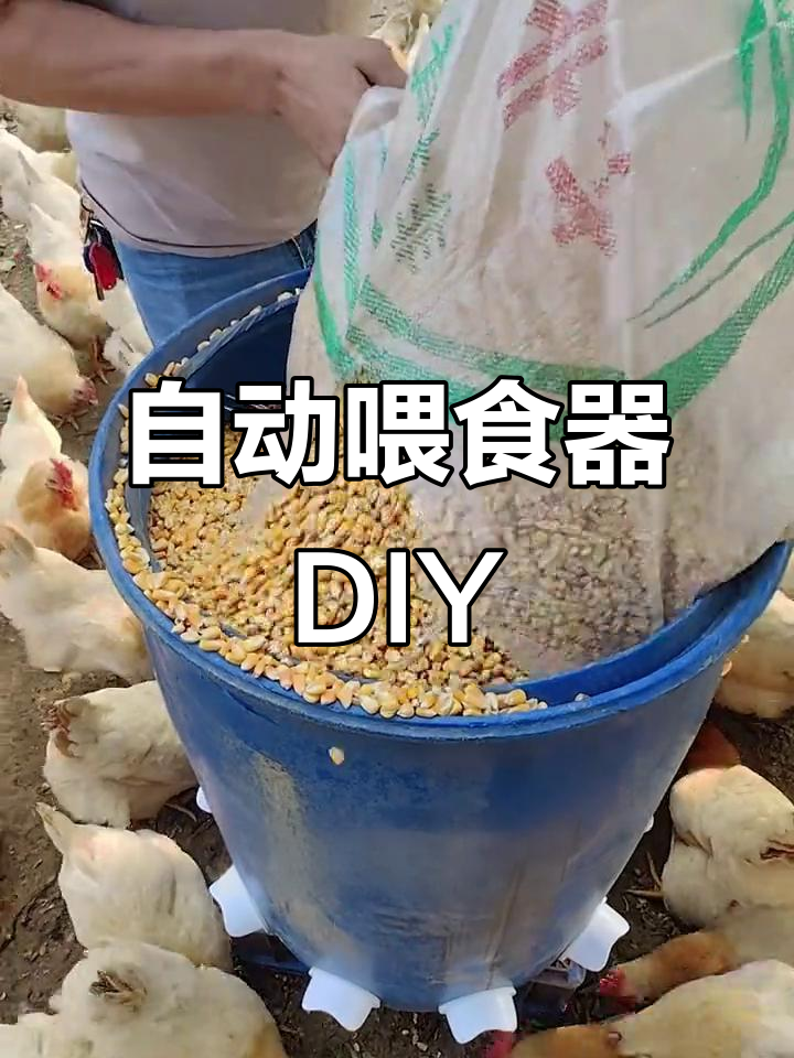 废旧塑料桶变自动喂食器,养鸡更轻松