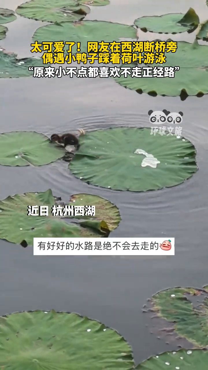 超萌小鸭子踩着荷叶游泳,像极了凌波微步
