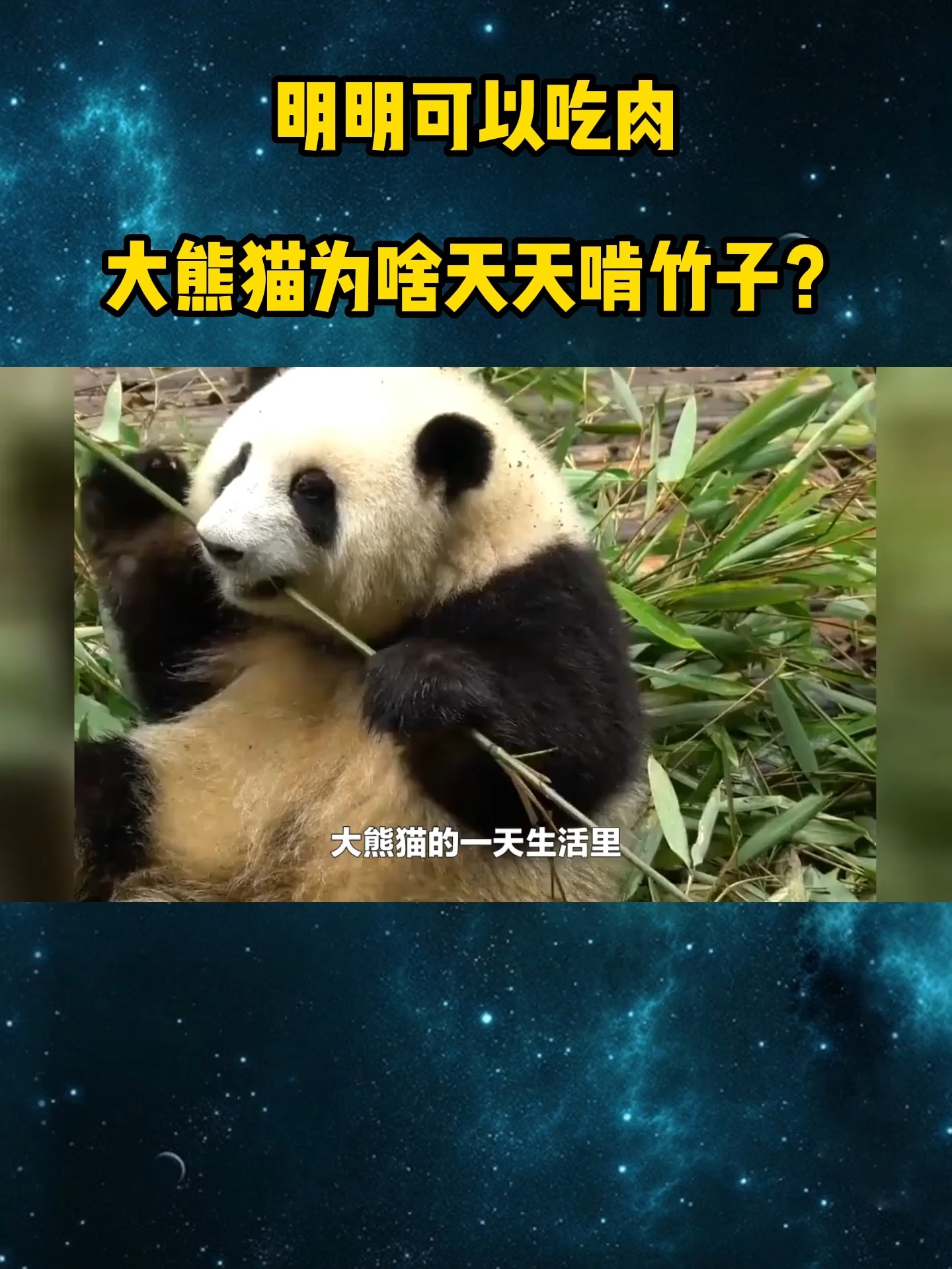 明明能吃肉,大熊猫为什么要抱着竹子不放?
