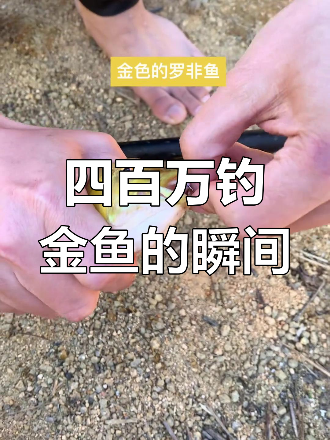 钓鱼大赛:金色罗非鱼引爆四百万竞拍