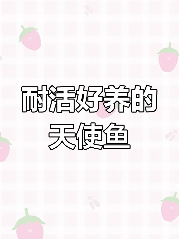 新手必养的多彩天使鱼,皮实又美丽