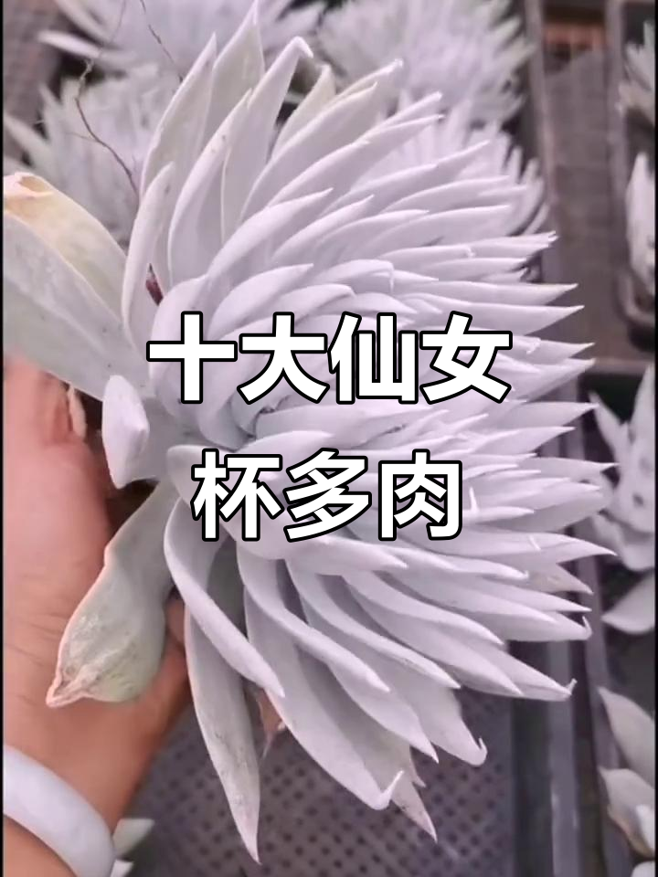 十款仙女杯多肉植物大揭秘，哪个最适合你？