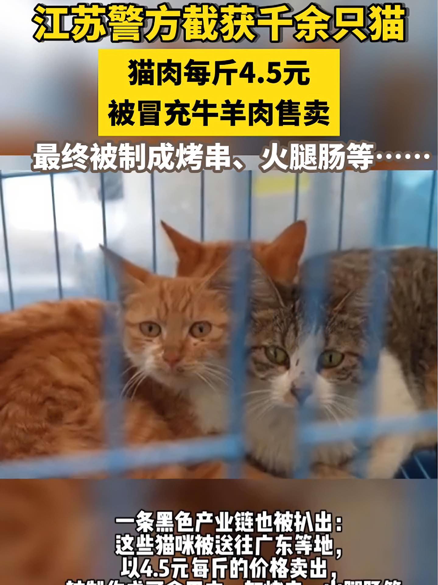 江苏警方截获千余只猫!猫肉每斤4.5元被冒充牛羊肉售卖 最终被制成烤串、火腿肠等……