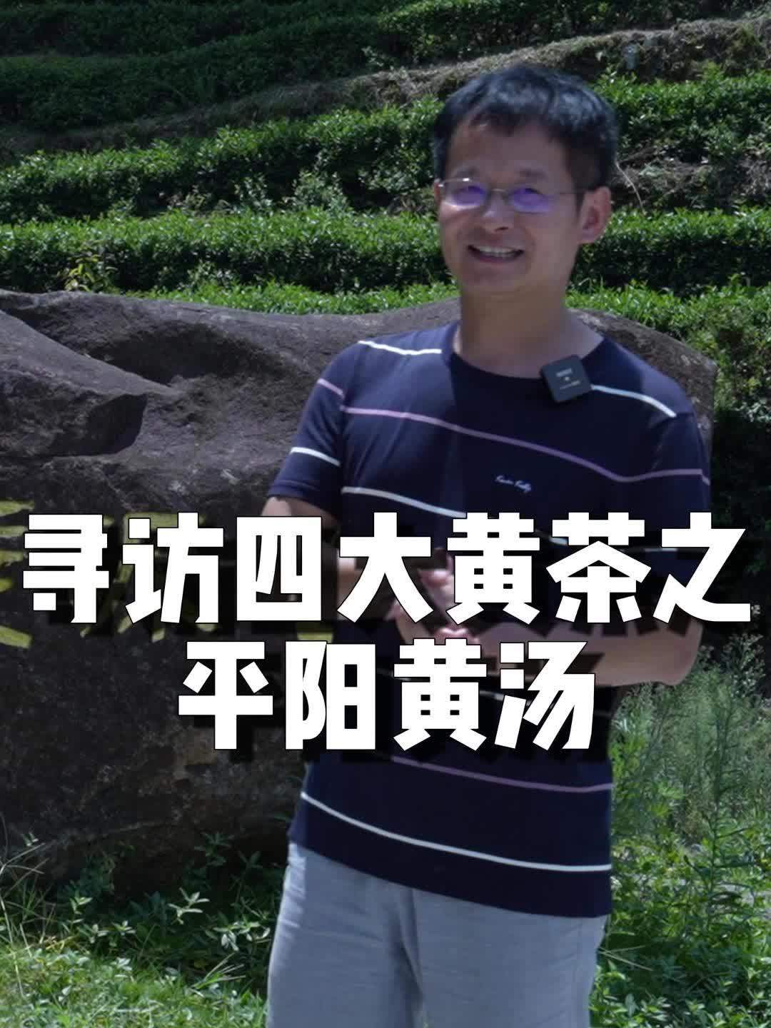 曾贵为贡茶,进贡数量超过龙井的黄茶,你喝过吗?黄茶 平阳黄汤