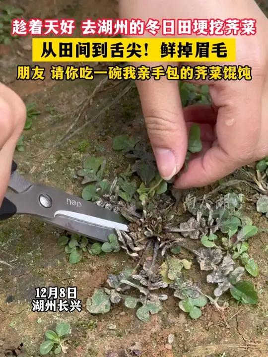 趁着天好,去湖州的冬日田埂挖荠菜!朋友,请你吃一碗我亲手包的荠菜馄饨(记者:朱琳琰 制作: