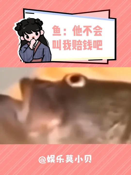 鱼:他不会叫我赔钱吧 万万没想到 鱼生无语 搞笑视频