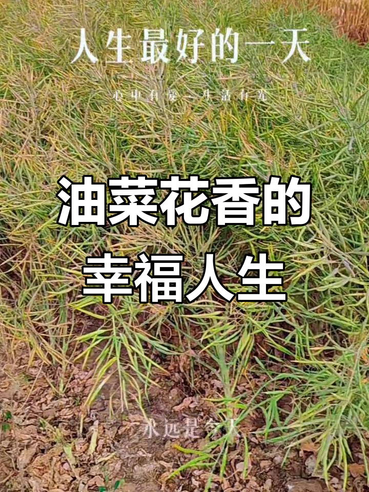 蒋来富的油菜花香结局:珍惜当下,享受每一天
