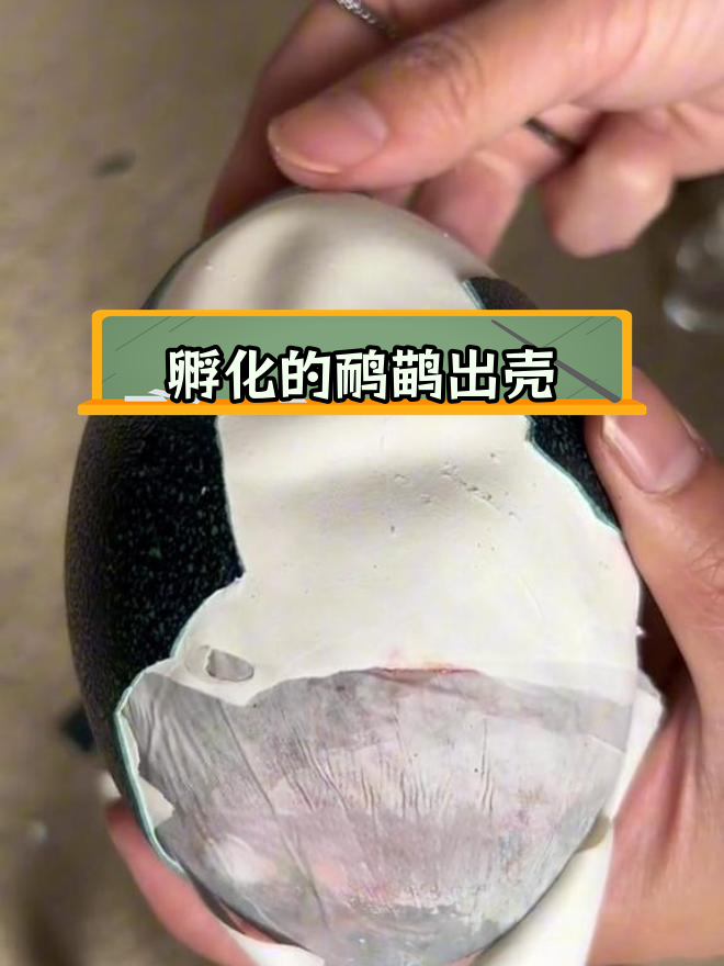 人工孵化鸸鹋蛋,55天后破壳而出