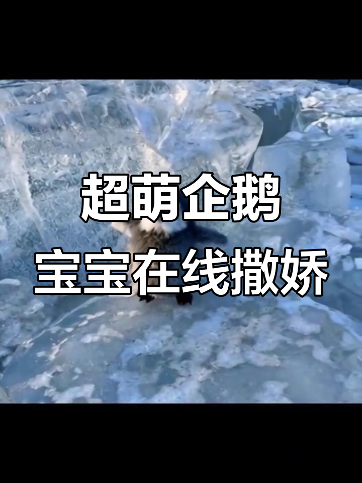 这么可爱的企鹅宝宝,你忍心错过吗?