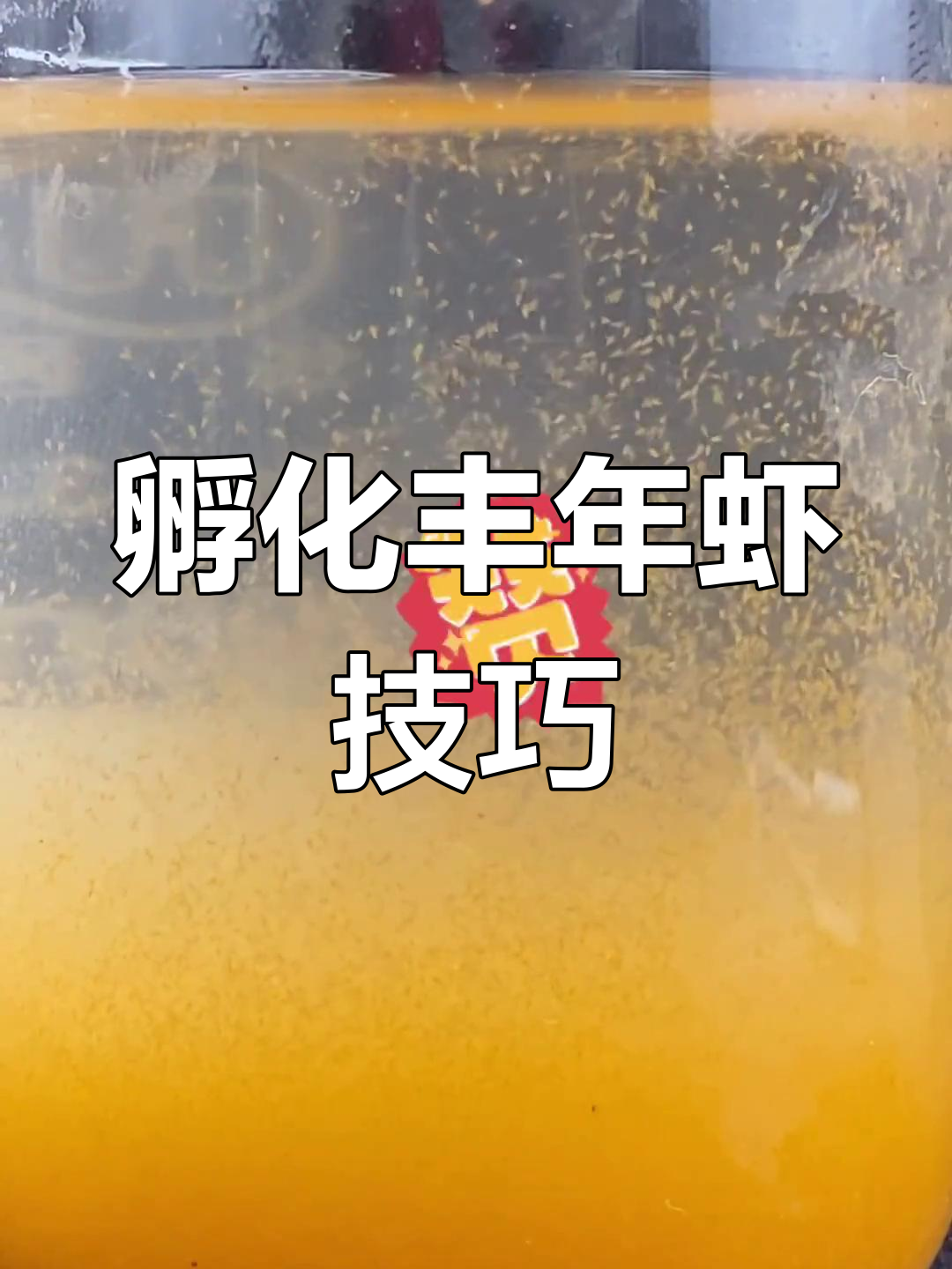丰年虾孵化教程:盐水配比与操作步骤