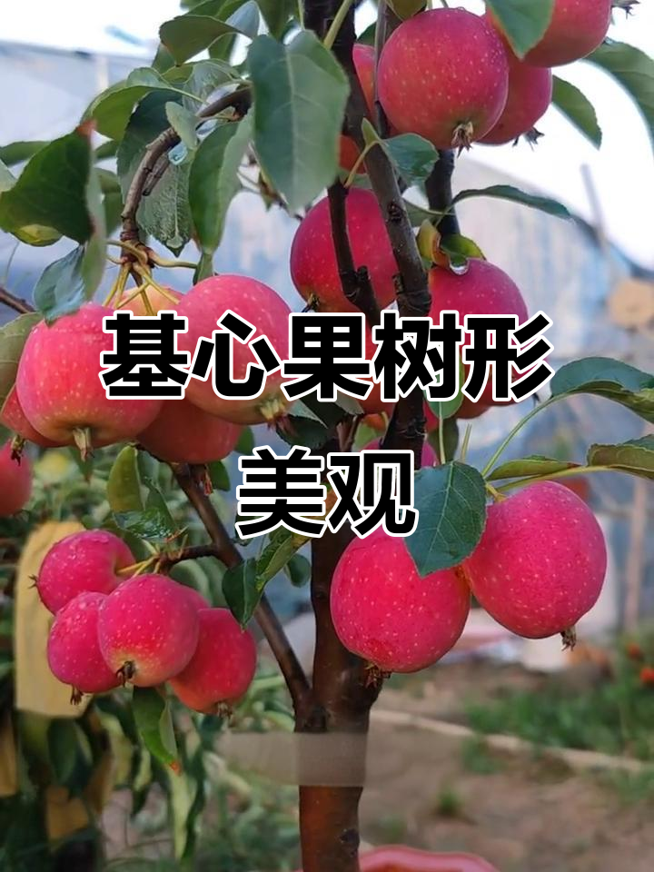 基心果:鲜红脆甜,适合盆栽庭院种植