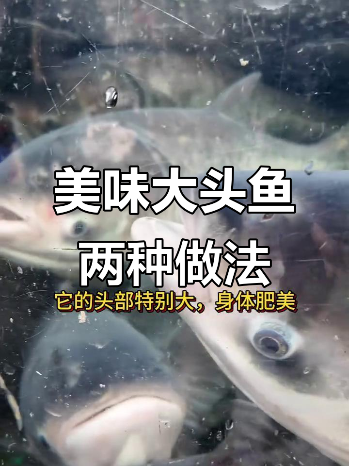 大头鱼(胖头鱼)的鲜嫩做法,清蒸与烤制任你选