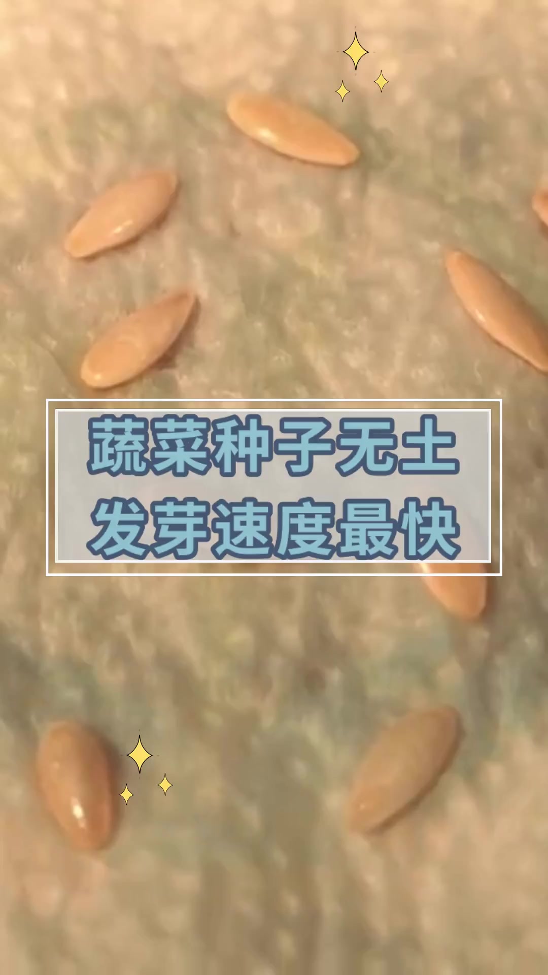 蔬菜种子无土,发芽速度最快