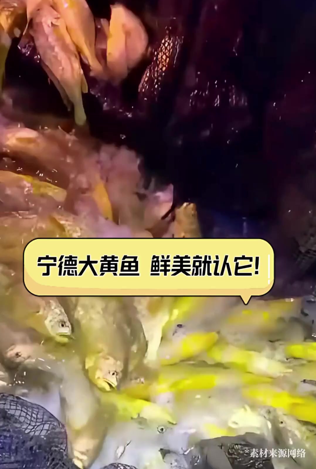 宁德大黄鱼,鲜美就认它!