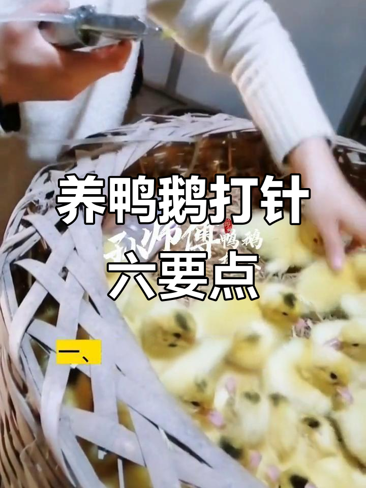鸭鹅打针技巧大揭秘,六大注意事项教你正确操作