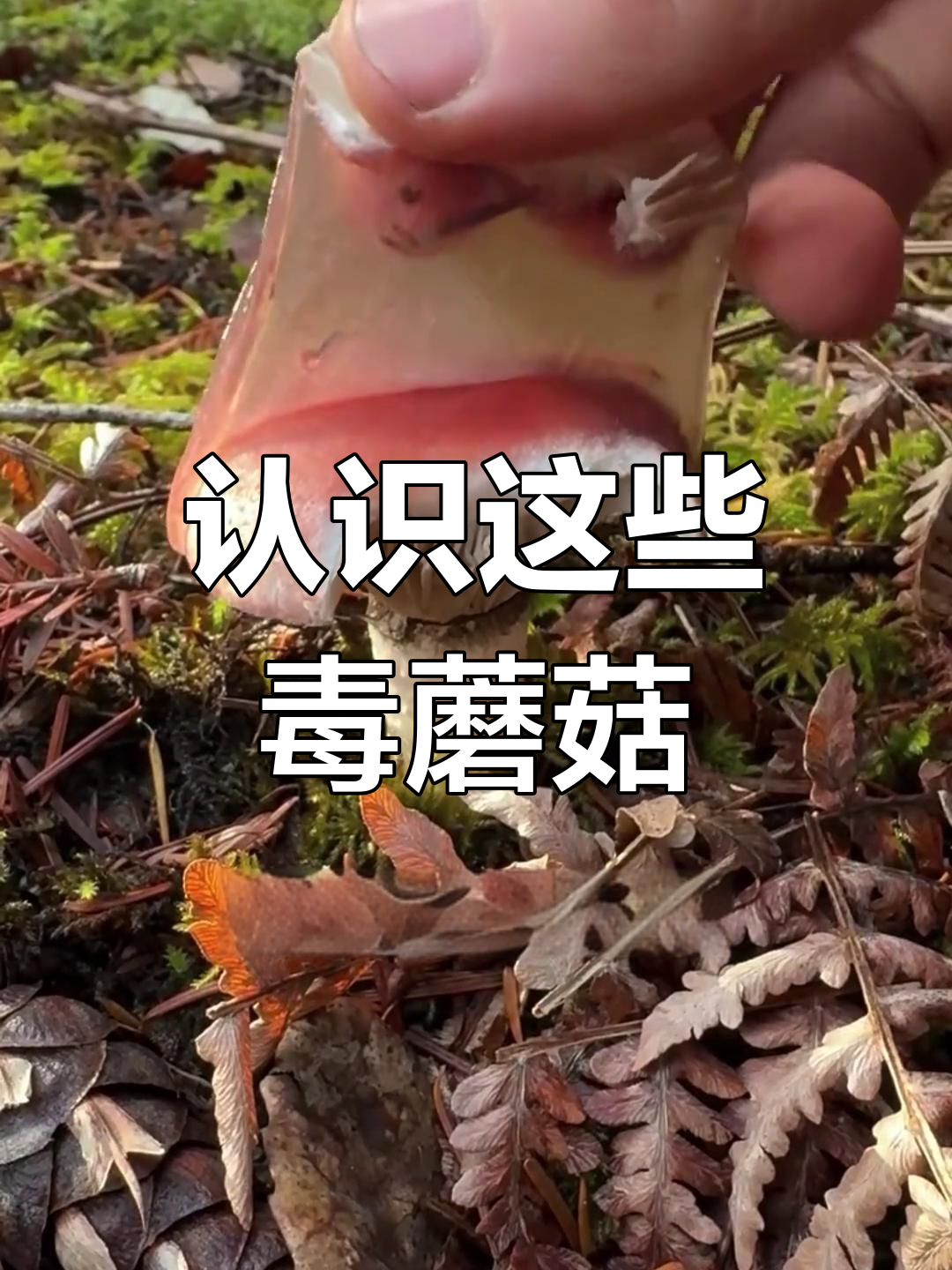 这些菌子你敢吃吗?了解野生蘑菇的种类与风险