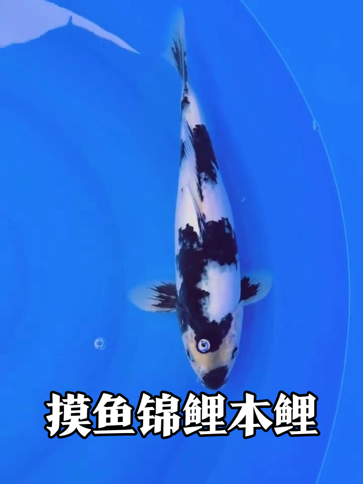 锦鲤界摸鱼大师:在蓝色泳池里摆烂划水