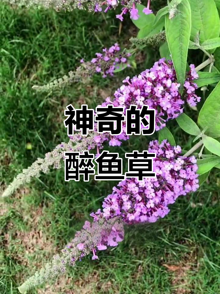 醉鱼草:古人捕鱼的神奇植物,竟能麻醉鱼儿