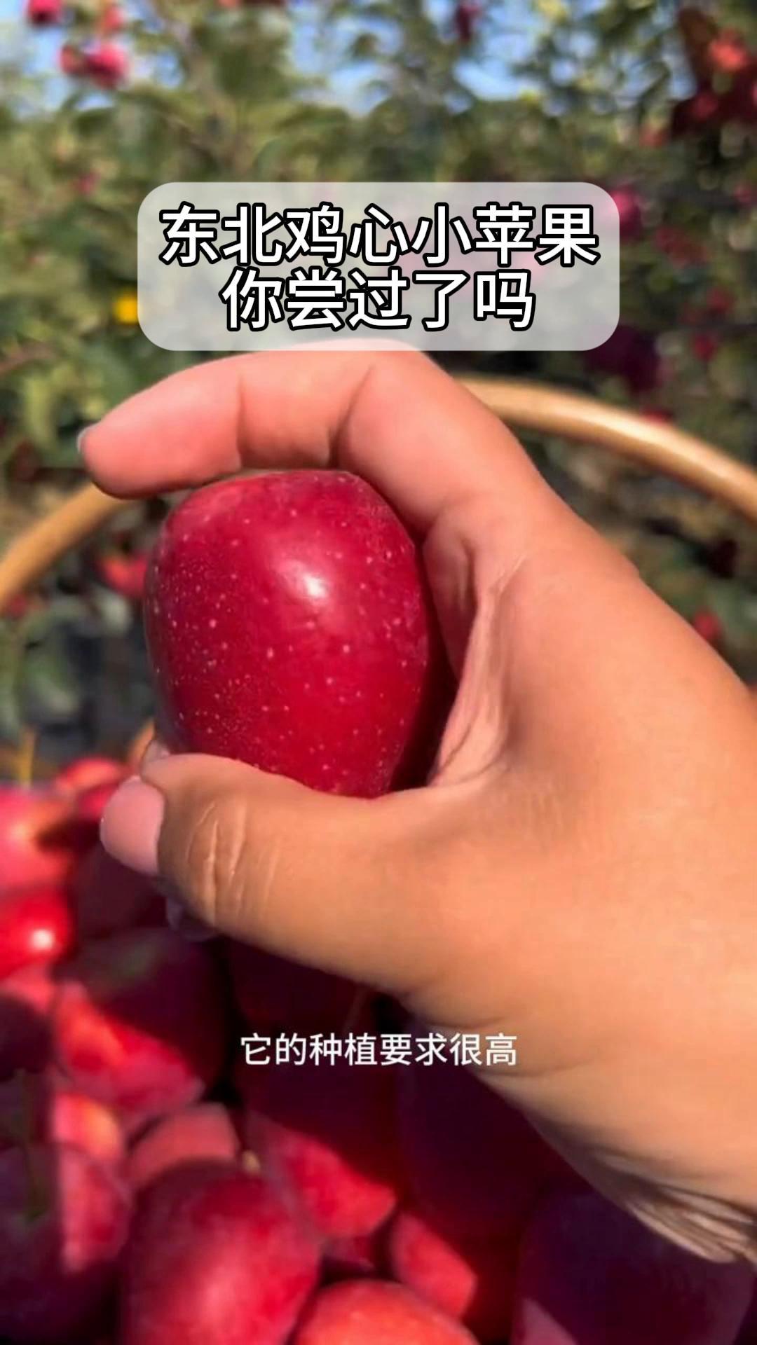 东北鸡心小苹果,你尝过了吗?
