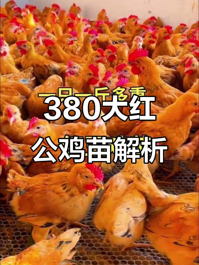 红玉380大红公鸡苗,一十一声支是什么意思?