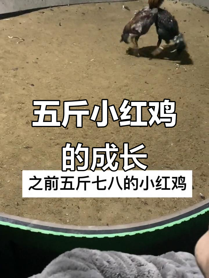 斗鸡养殖的辛酸与乐趣,五斤小红鸡的故事