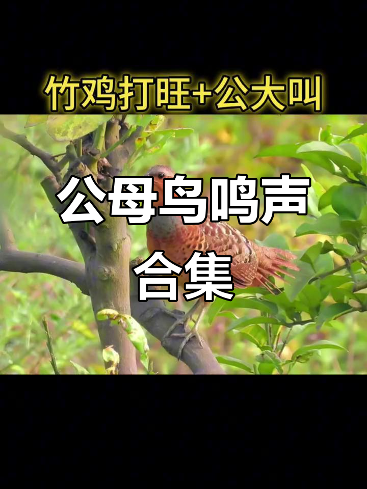 竹鸡公打旺与鹧鸪叫声大比拼,斑鸠也来凑热闹