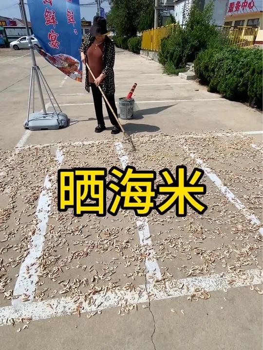 今后海米,虾干渔村做法,煮、晒、摔!海鲜 金钩海米 虾仁 虾干