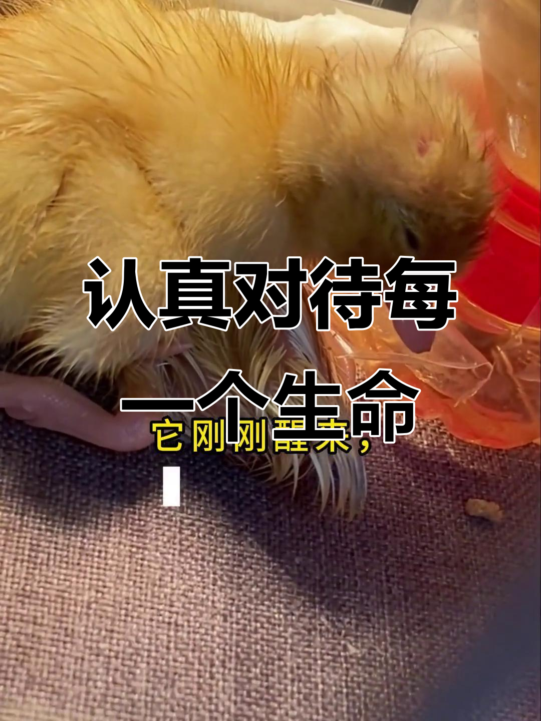 每个生命都值得尊重,柯尔鸭孵化过程大揭秘