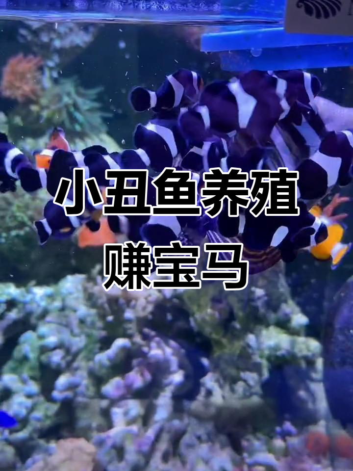 9月人工繁殖小丑鱼,七个月回本宝马到手