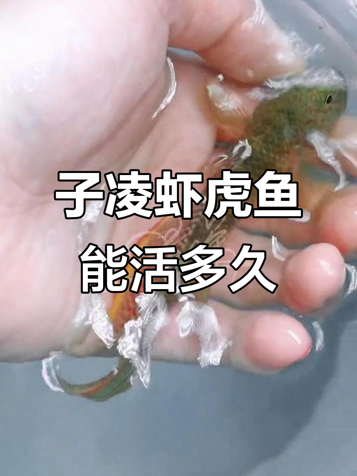 子凌虾虎鱼的寿命揭秘,你能猜到吗?