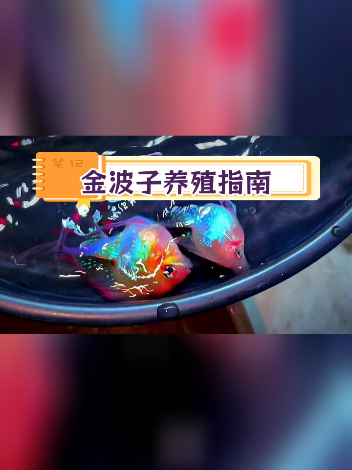 金波子鱼饲养技巧:水质、水温与喂食要点