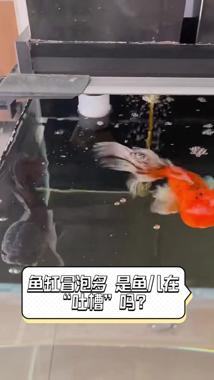 鱼缸冒泡多,是鱼儿在“吐槽”吗?
