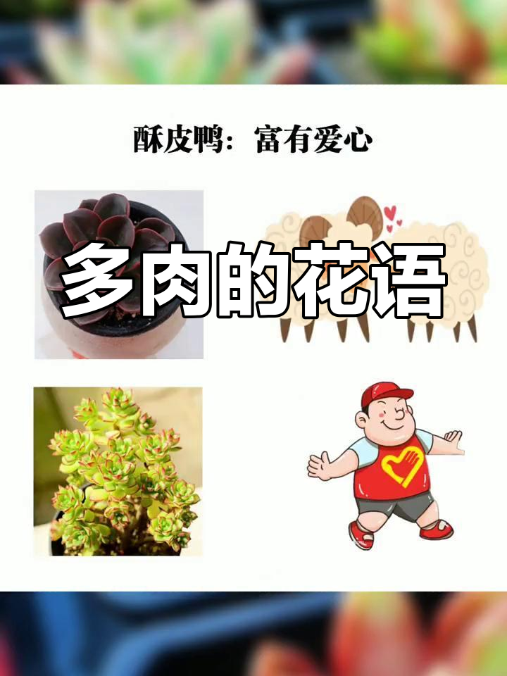 多肉花语解读:传递爱与祝福