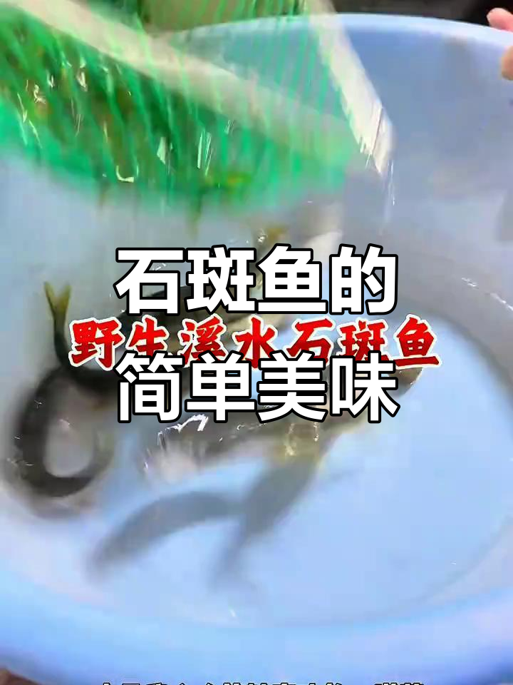 野生溪水石斑鱼,家常做法大揭秘