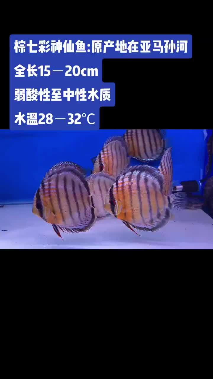 观赏鱼中好看的七彩神仙鱼,学会养好七彩鱼了解水质的要求 杨凌可丽爱水族 杨凌鱼缸维护 鱼闻